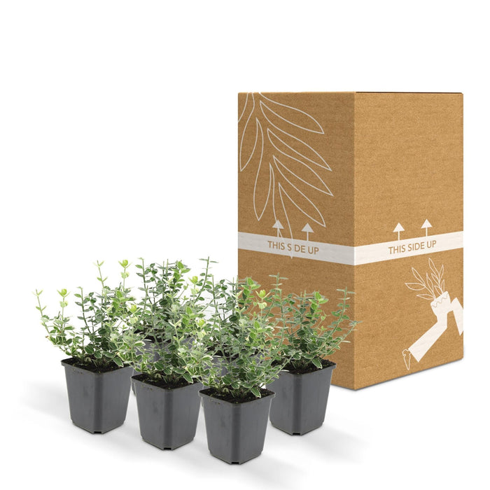 Euonymus 'Emerald 'N Gaity' - Sæt Med 6 Stk