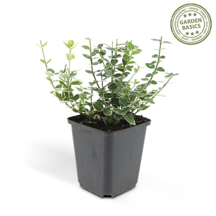 Euonymus 'Emerald 'N Gaity' - Sæt Med 6 Stk