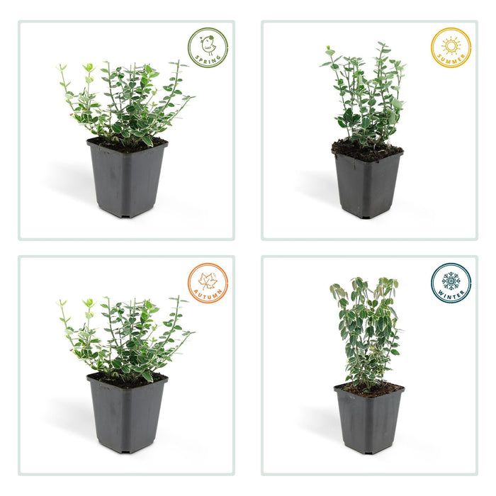Euonymus 'Emerald 'N Gaity' - Sæt Med 6 Stk