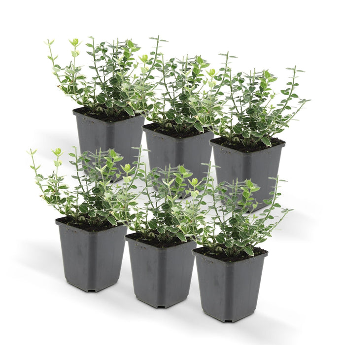 Euonymus 'Emerald 'N Gaity' - Sæt Med 6 Stk