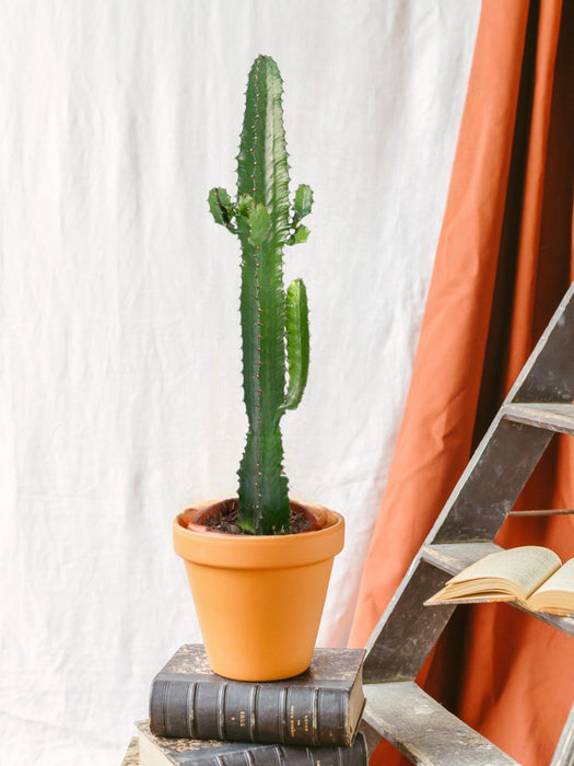 Euphorbia Acrurensis H50.0Cm