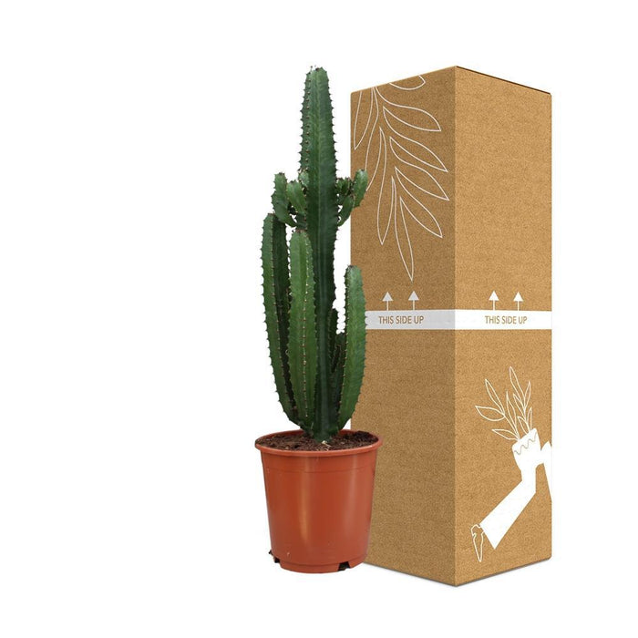 Spurge Acrurensis H95Cm - Indendørs Kaktus