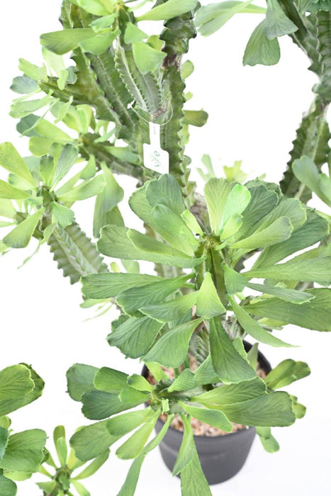 Artificial Milky Spurge H.110Cm Til Indendørs