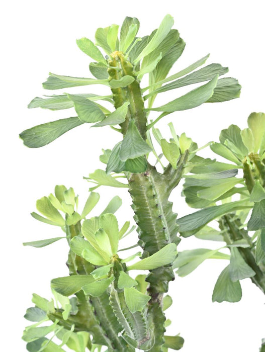 Artificial Milky Spurge Til Indendørs H.65Cm