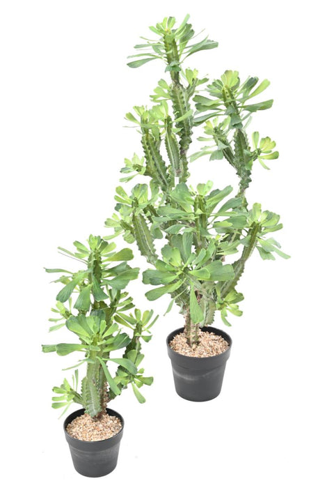 Artificial Milky Spurge Til Indendørs H.65Cm