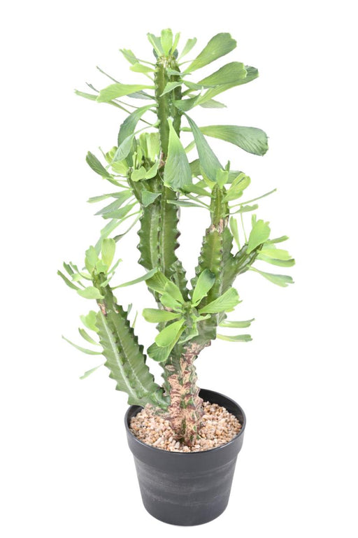 Artificial Milky Spurge Til Indendørs H.65Cm