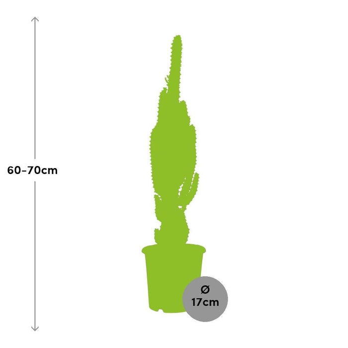 Euphorbia Trigona H70Cm