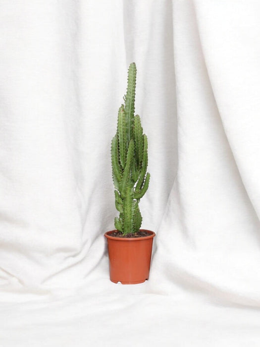 Euphorbia Trigona H70Cm