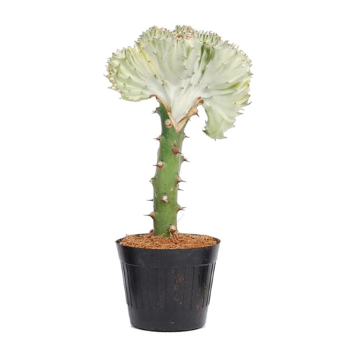 Euphorbia Lactea Cristata Hvid