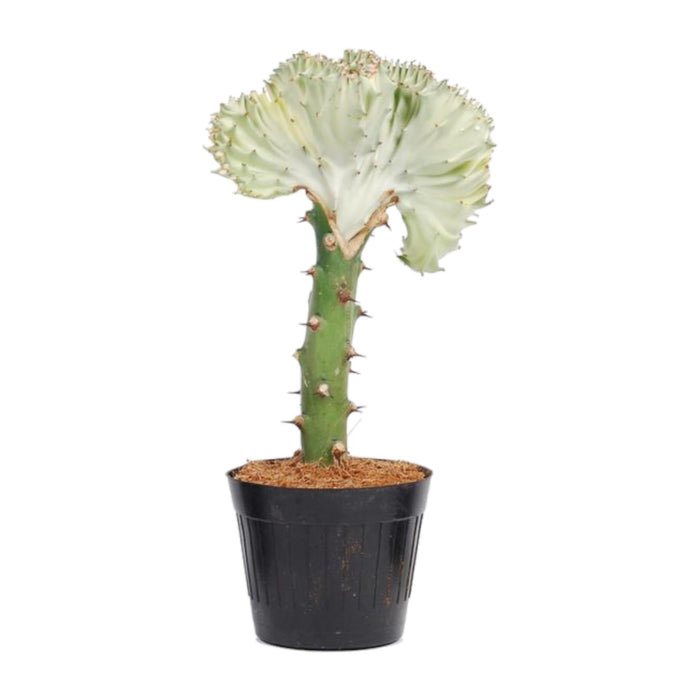 Euphorbia Lactea Cristata Hvid