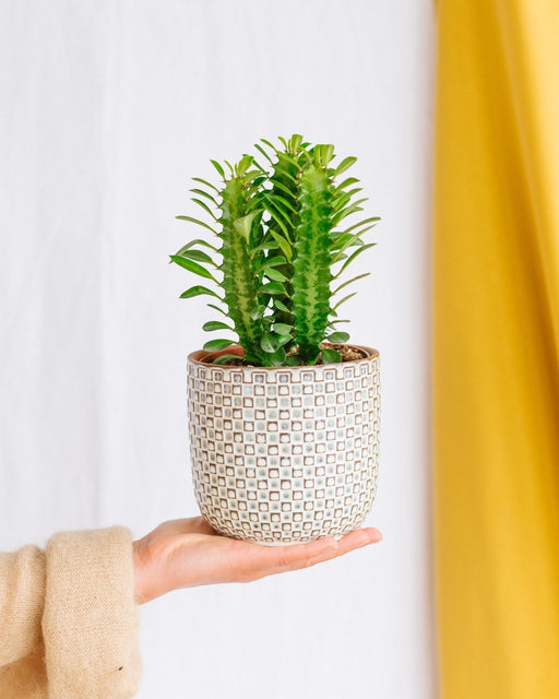 Euphorbia Trigona Rubra