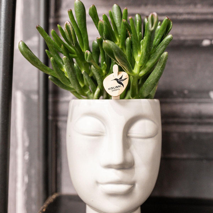 Ansigt Til Ansigt - Grå Keramisk Gryde