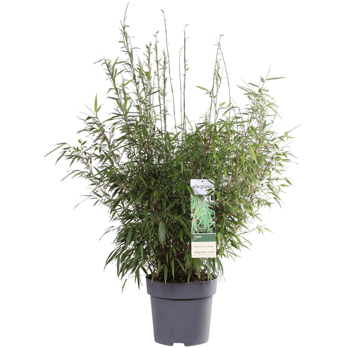 Fargesia Rufa - ↨80Cm - Ø29 - Hækplante