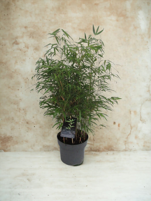 Fargesia Rufa Bambus D23Cm H95Cm
