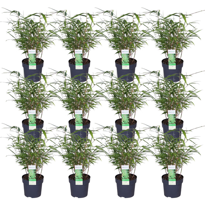 Fargesia Rufa Bamboo - Sæt Med 12 - ↨40Cm - Ø14 - Udendørs Plante