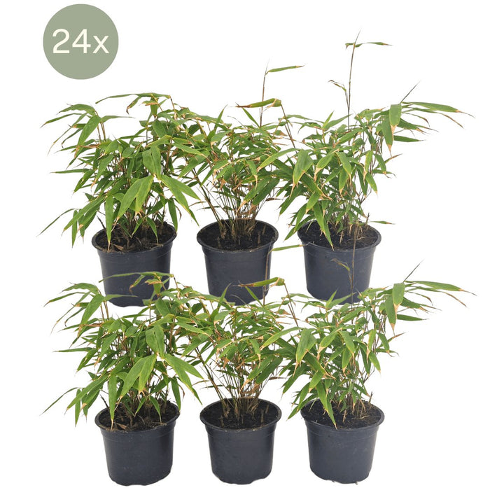 Fargesia Rufa Sæt Med 24 Bambus - Ø13 Cm - ↕25 Cm - Udendørs Plante