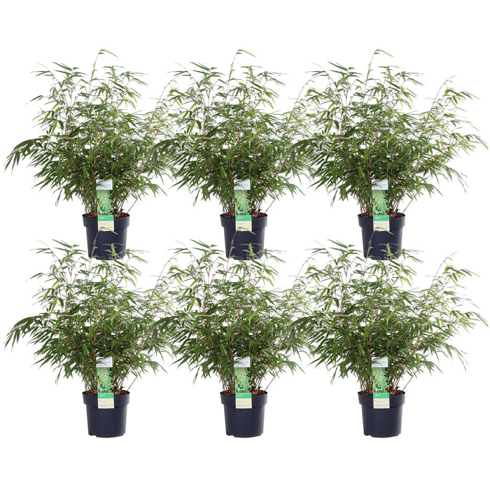 Fargesia Rufa - Sæt Med 6 - ↨60Cm - Ø19 - Udendørs Plante