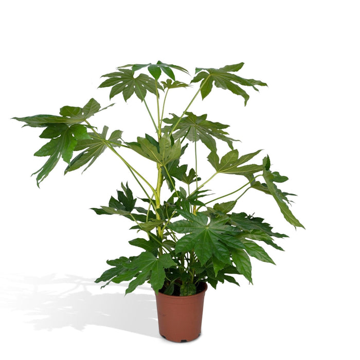 Fatsia Japonica Grøn H85Cm