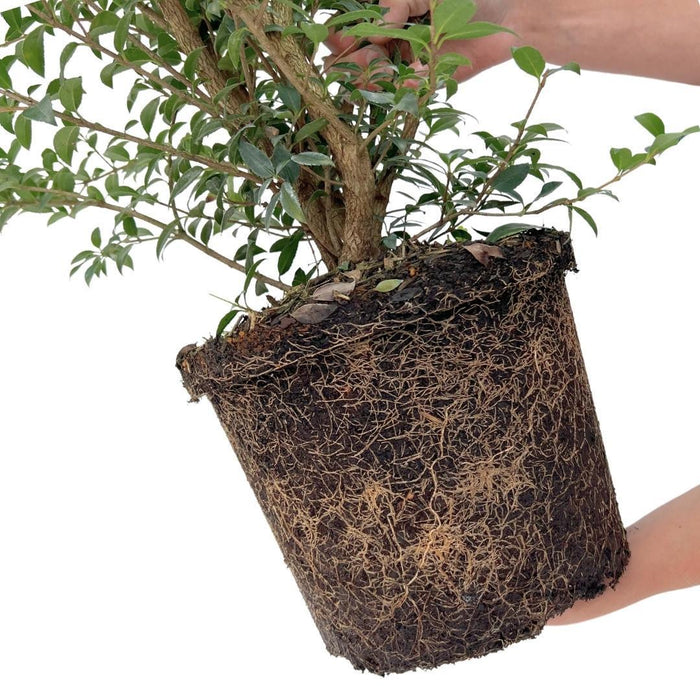 Falsk Holly H125Cm Til 10 Lineære Meter Hæk 10X12L