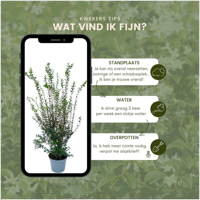 Falsk Holly H125Cm Til 10 Lineære Meter Hæk 10X12L