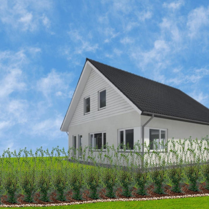 Falsk Holly H125Cm Til 10 Lineære Meter Hæk 10X12L