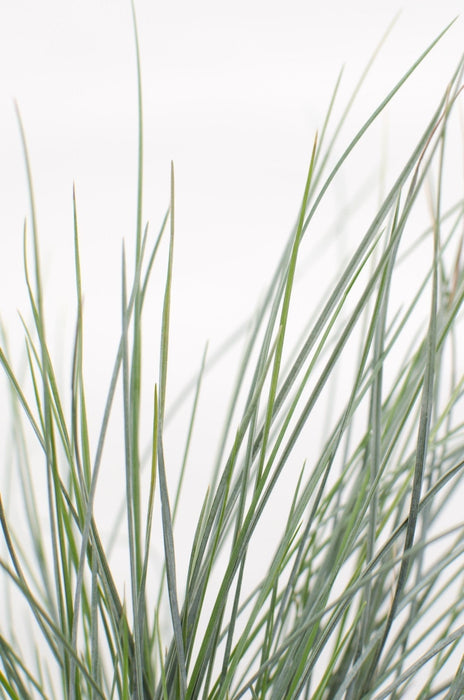 Blåsvingel - ↨40Cm - Ø19 - Udeplante