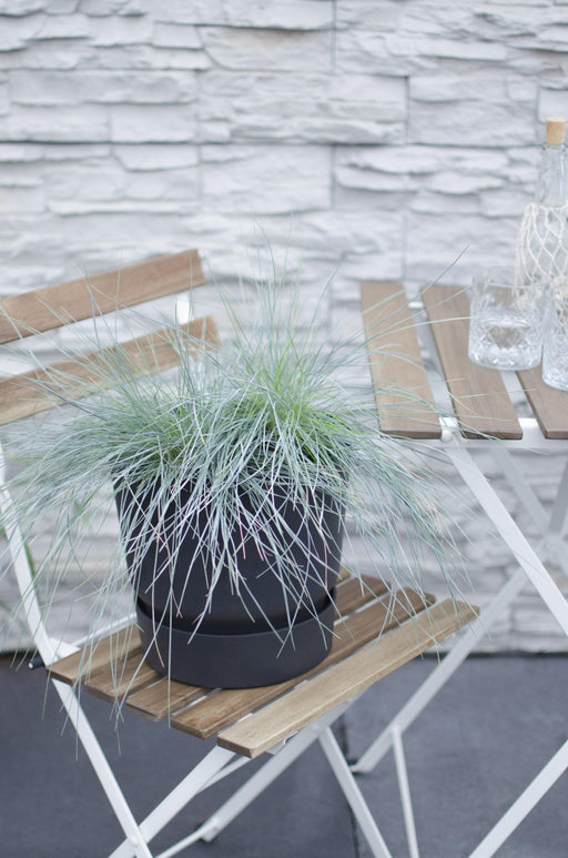 Blåsvingel - ↨40Cm - Ø19 - Udeplante