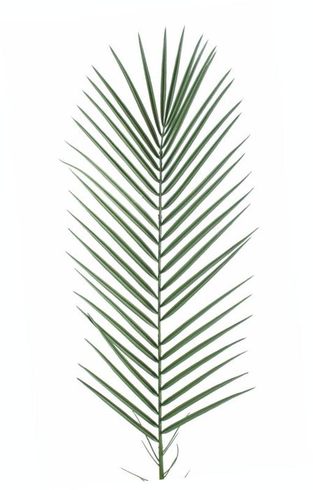 Plastik Phoenix Palmeblad 95Cm Til Udendørs