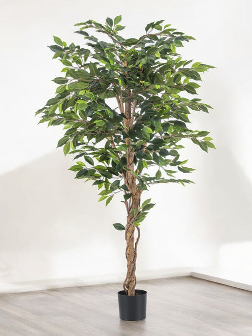 Ficus - Kunstigt Træ