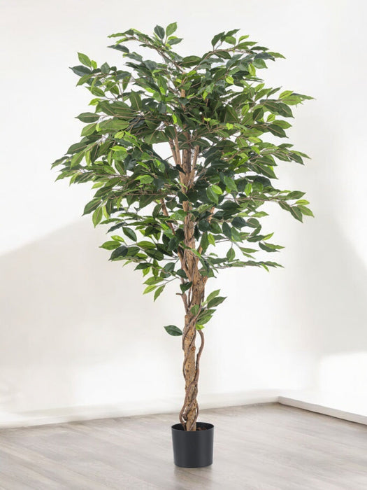 Ficus - Kunstigt Træ