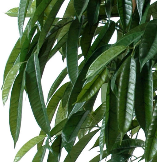 Kunstig Ficus 180 Cm Grøn Indendørs Plante