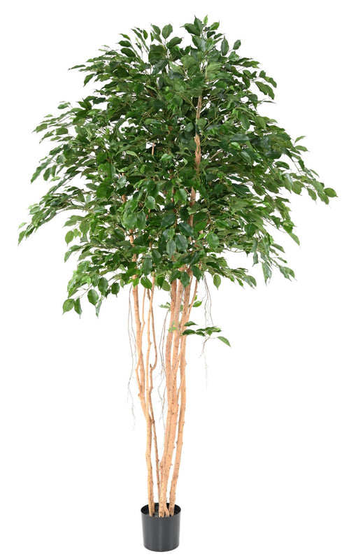 Kunstig Ficus 260 Cm Grøn Indendørs Plante