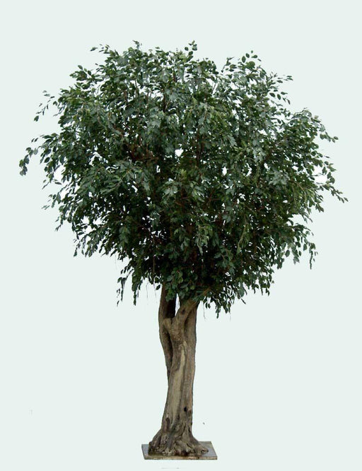 Kæmpe Kunstig Ficus 350 Cm Indendørs Plante