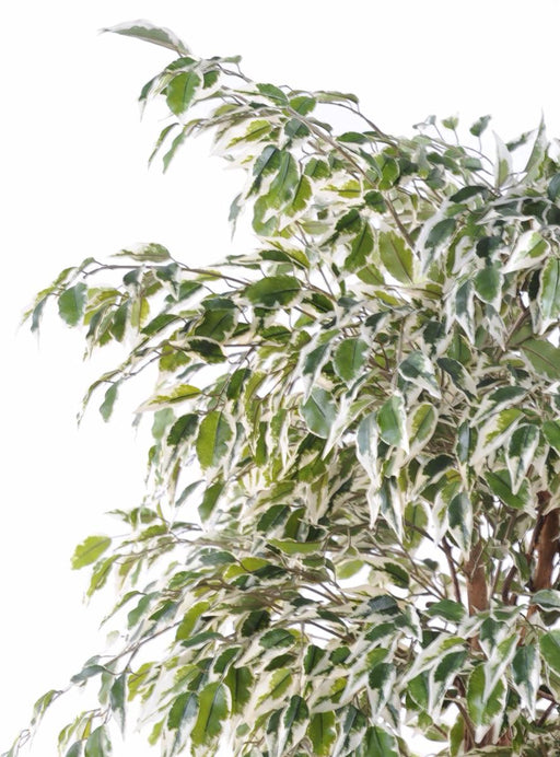 Kunstig Ficus Lianas 180 Cm Indendørs Plante