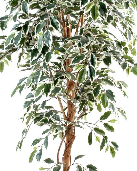 Broget Kunstig Ficus 150 Cm Enkeltstamme