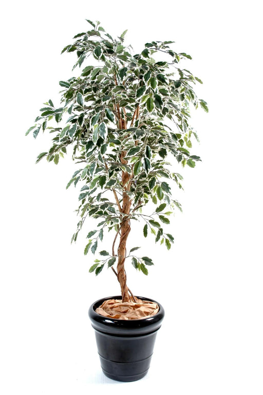 Broget Kunstig Ficus 150 Cm Enkeltstamme