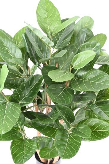 Kunstig Ficus Audrey 100 Cm I Dekorativ Gryde