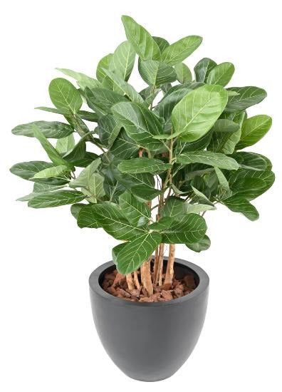 Kunstig Ficus Audrey 100 Cm I Dekorativ Gryde