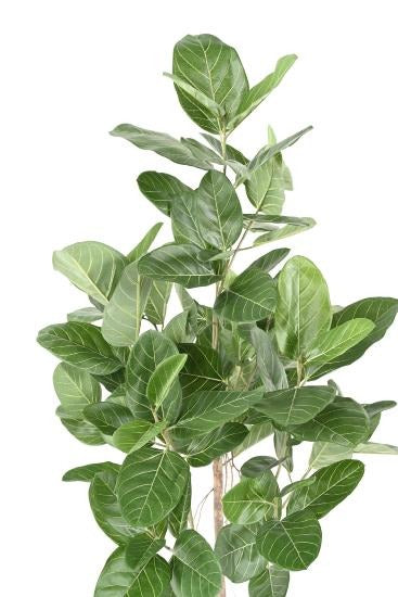 Ficus Audrey Kunstig 150 Cm Indendørs Plante