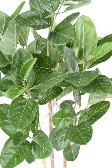 Ficus Audrey Kunstig 150 Cm Indendørs Plante
