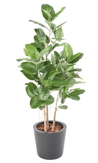 Ficus Audrey Kunstig 150 Cm Indendørs Plante