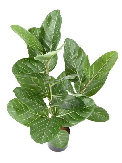 Kunstig Ficus Audrey 62 Cm Indendørs Plante