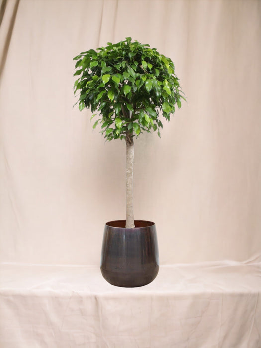 Ficus Kuglesøjle