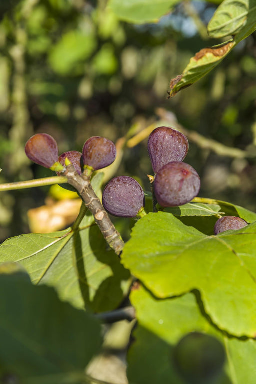 Ficus Carica 'Rouge De Bordeaux' +Light Label - Ø17Cm - ↕75Cm