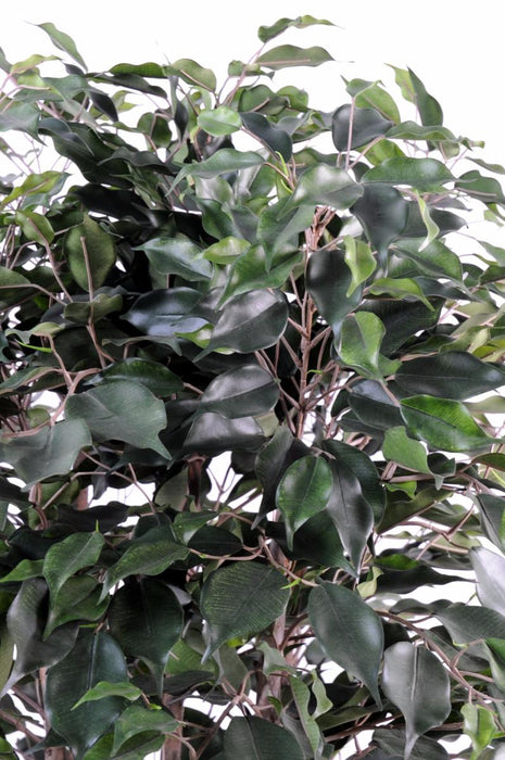 Ficus Exotica Kunstig Busk Til Indendørs 80 Cm