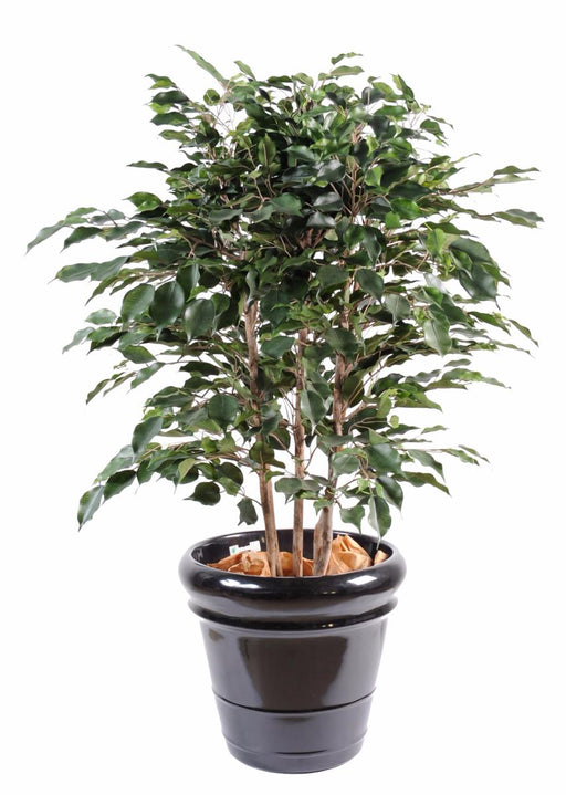 Ficus Exotica Kunstig Busk Til Indendørs 80 Cm