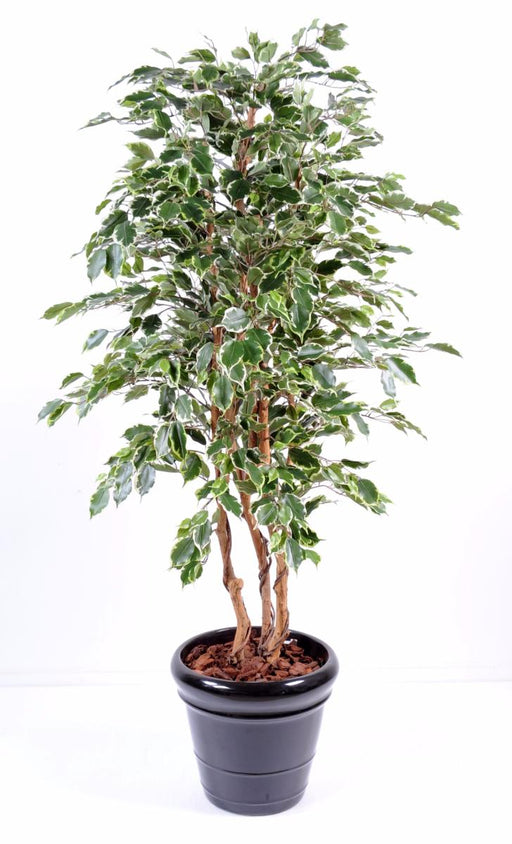 Kunstig Ficus Exotica 180 Cm Indendørs Plante