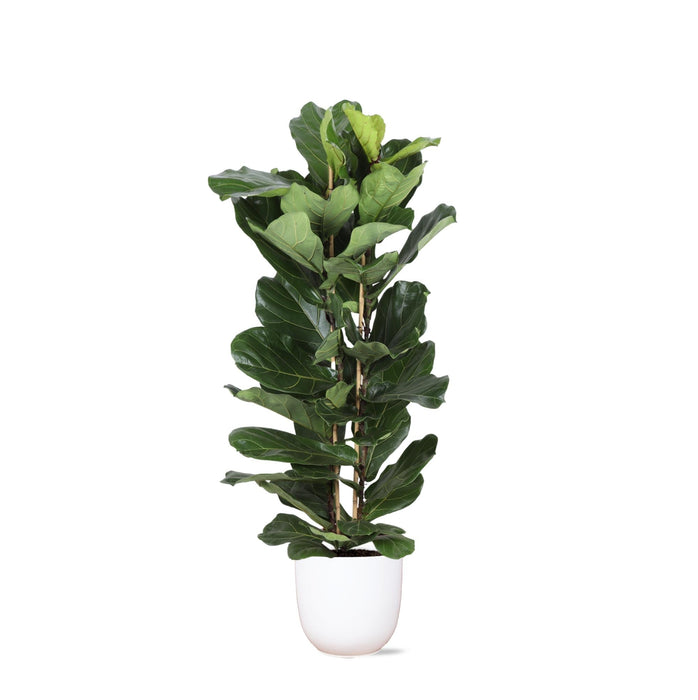 Ficus Lyrata Og Dens Gryde