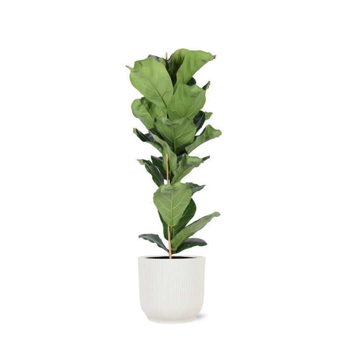 Ficus Lyrata Og Dens Gryde