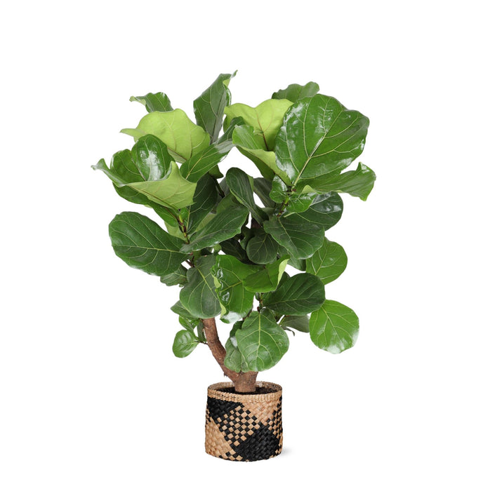 Ficus Lyrata Og Dens Gryde
